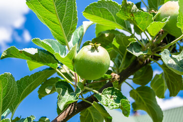 Photography on theme beautiful fruit branch apple tree
