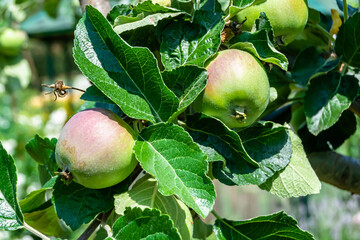 Photography on theme beautiful fruit branch apple tree