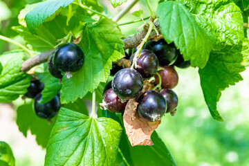 Beautiful berry branch black currant bush with natural leaves
