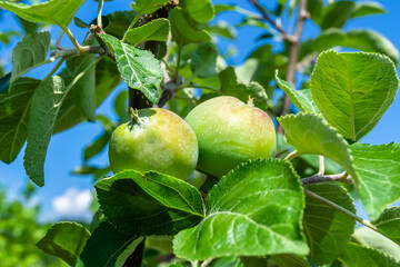 Photography on theme beautiful fruit branch apple tree