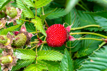 Beautiful berry branch japanese strawberry bush