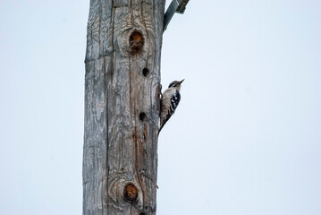 Hairy Woodpecker on Telephone Pole