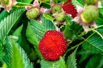 Beautiful berry branch japanese strawberry bush
