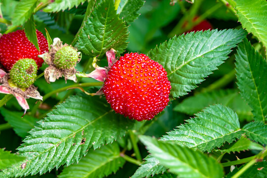 Beautiful berry branch japanese strawberry bush