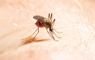 A mosquito drinks blood on human skin.