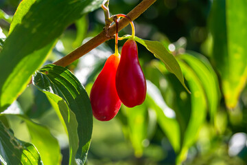 Photography to theme beautiful grow berry dogwood on background summer leaves