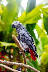 Bali bird park