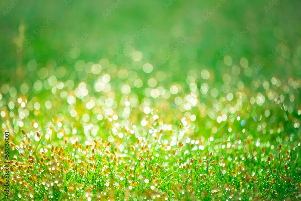 Wall mural blurred background of fresh green grass with dew drops in morning. background of environment. field 