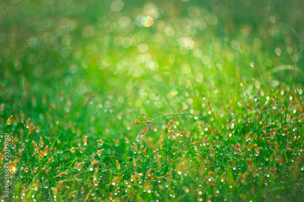 Wall mural blurred background of fresh green grass with dew drops in morning. background of environment. field 