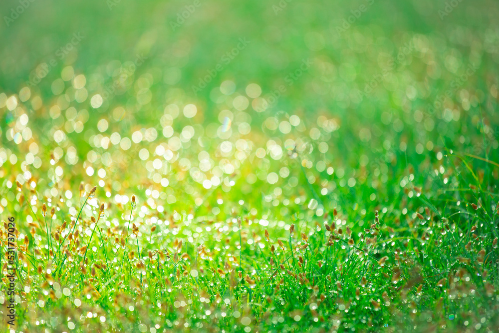 Wall mural blurred background of fresh green grass with dew drops in morning. background of environment. field 