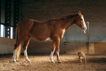 Fototapeta premium dog and a red horse in the stable. Staffordshire Bull Terrier communicating with each other 
