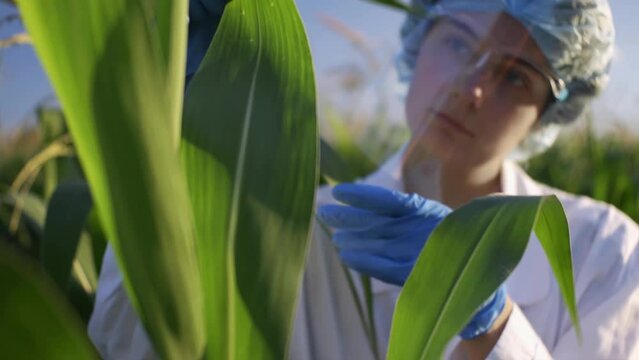A researcher conducts an inspection of the green leaves of cereal plants being on a plantation in a large field dressed in protective suit and gloves, collecting samples of green leaves for experiment