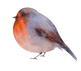 Watercolor bird. The robin is a small bird on a white background