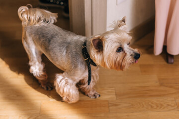 Home portrait of small dog Yorkshire terrier