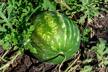 Photography on theme beautiful small fruit watermelon