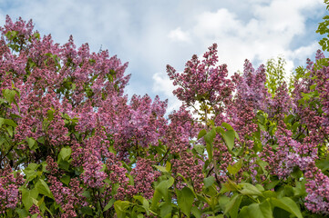 Blooming lilacs in the garden in the spring against a blue sky with clouds. Background for design, template. High quality photo