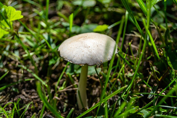 Photography to theme large beautiful poisonous mushroom in forest