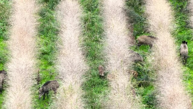 Wildschweine - Luftaufnahme 