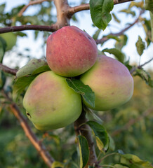 Ripe red apples on the branches of a tree.