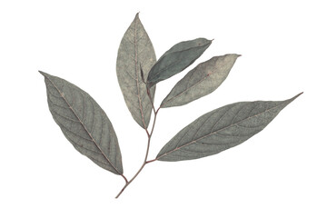 Green leaf Cananga odorata 