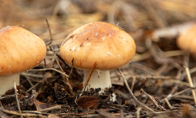 Mushrooms on the ground in the forest in autumn.
