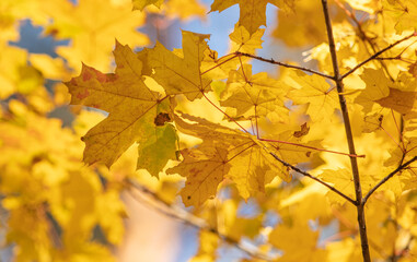 Yellow maple leaves in the forest in autumn.