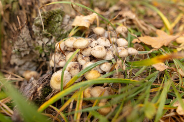 Mushrooms on the ground in the forest in autumn.