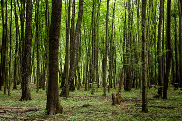 Deciduous forest on a sunny day, shady path