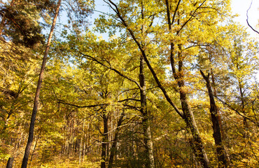 Obraz premium Trees in the forest in autumn.