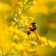 Wasp on a yellow flower.