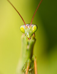 Portrait of praying mantis on green grass.