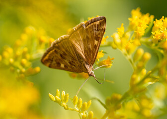 Butterfly on a yellow flower.