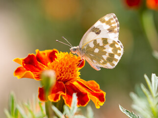 Obraz premium Butterfly on an orange flower.