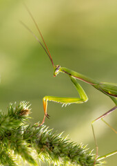 Portrait of praying mantis on green grass.