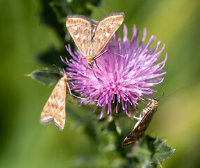 Butterflies on a purple flower.