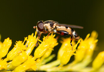 Bee on a yellow flower.