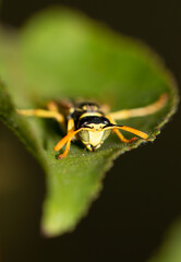 Wasp on a green leaf.