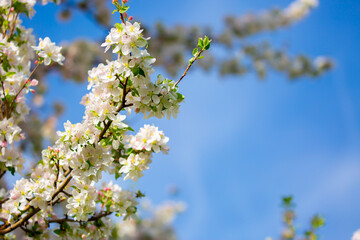 Spring cherry blossoms against a blue sky. Pink flowers spring landscape with blooming pink tree. Beautiful sakura garden on a sunny day. Beautiful concept of romance and love with delicate flowers.