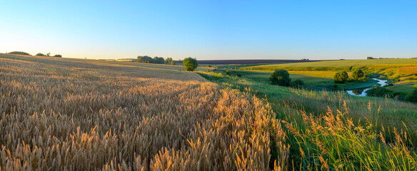 Summer rural landscape with golden wheat fields and green meadows
