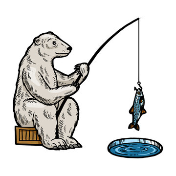 Polar Bear fishing color sketch engraving PNG illustration with transparent background