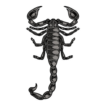 Scorpion color sketch engraving PNG illustration with transparent background