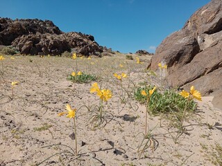 flowers in the desert