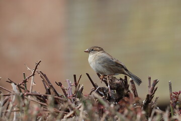 Obraz premium Watching The World 