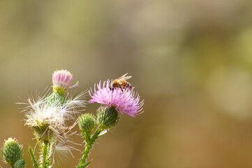 Closeup of bee pollinating spiny plumeless thistle flower with blurred background