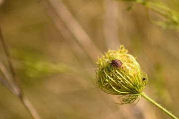 Closeup of stripped bug on wild carrot bud with blurred background