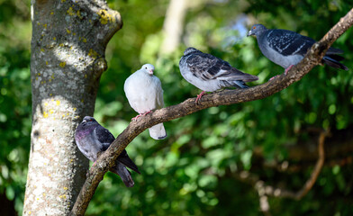 Four rock doves or common pigeons or feral pigeons in Kelsey Park, Beckenham, Greater London. Doves (pigeons) sitting in a tree. Rock dove or common pigeon (Columba livia), UK.