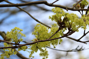 Spring is Green