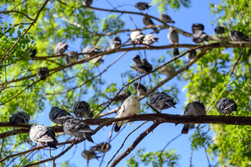 Many rock doves or common pigeons or feral pigeons in Kelsey Park, Beckenham, Greater London. Doves (pigeons) sitting in a tree. Rock dove or common pigeon (Columba livia), UK.