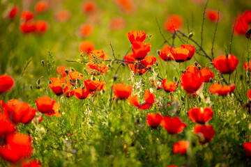 Obraz premium Spring, field of poppy flowers. The concept of the freshness of the morning nature. Spring landscape of red wildflowers. Beautiful landscape, pnorama long banner.