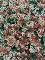 Atacama Desert - Flowering Desert - Chile